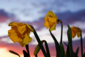 Flowers-Daffodils